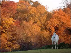 Drzewo, Koń, Jesień
