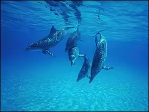 Delfiny, Głębiny Morskie