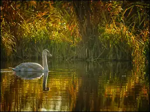 Staw, Młody, Łabędź