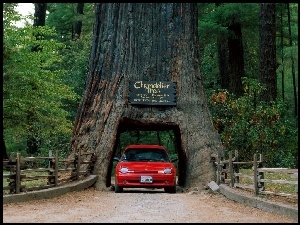 Kalifornia, Drzewo z przejazdem