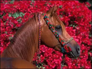 uzda, Koń, kwiaty