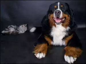 Berneński, Kot, Pies, Pasterski