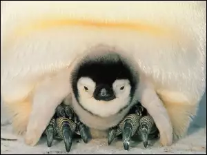 Pingwin z małym