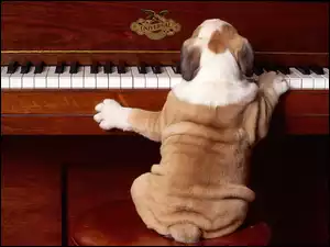 Fortepian, Śmieszne, Pies
