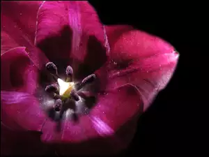 Fioletowy, Tulipan