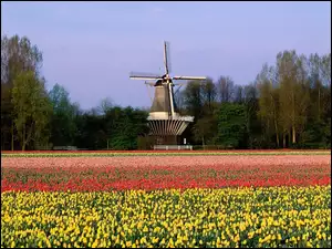 Holandia, Wiatrak, Tulipany