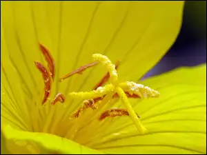 Kwiat, Wiesiołek, Żółty