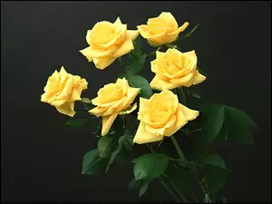 Liście, Żółte, Róże