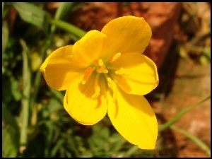 Żółty, Kwiatek