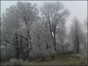 Zima, Białe, Drzewa