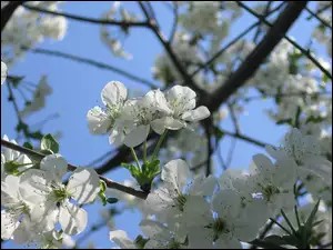 Wiśnia, Drzewko, Kwiaty