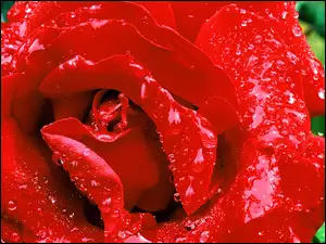 Róży, Czerwone, Płatki