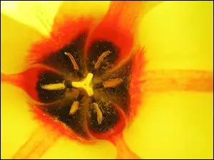 Serce Tulipana