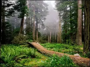 Przewalone Drzewo, Stany Zjednoczone, Park Narodowy Redwood, Stan Kalifornia, Las