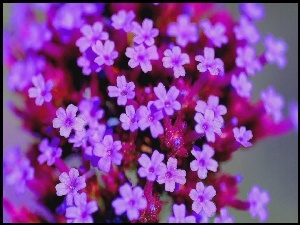 Kwiatki, Werbena ogrodowa, Drobne