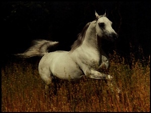 Koń, łąka