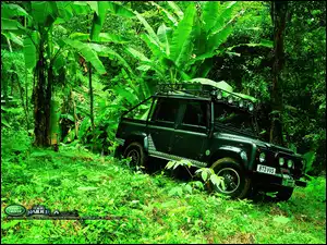 dżungla, Film Tomb Raider, samochód