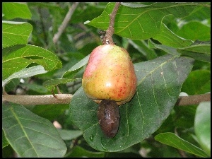Owoc, Occidentale, Caju, Anacardium