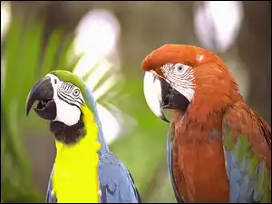 Ary, Różnokolorowe, Papugi
