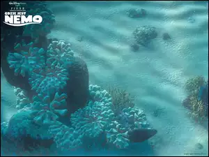 Gdzie Jest Nemo, rafa, koralowa