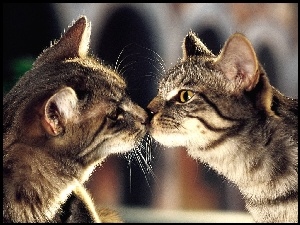Buziak, Koty