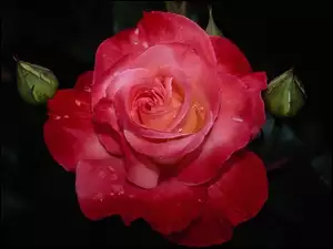 Róży, Kwiat, Pąki