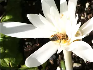 Pszczoła, Biały, Zimowit