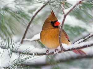 Ptak, śnieg, czubek, gałąź