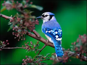 Ptak, Modrosójka