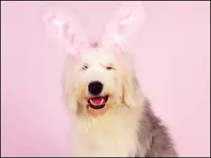 Wielkanoc, Pies