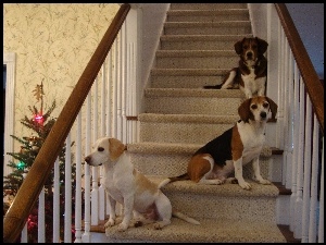 trzy, choinka, Beagle Harriery, schody