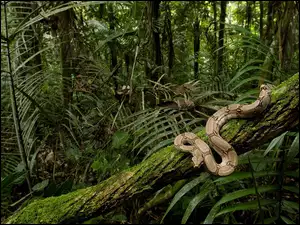 pień, Wąż, las