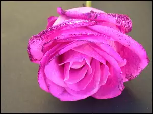 Brokat, Kwiat, Róży
