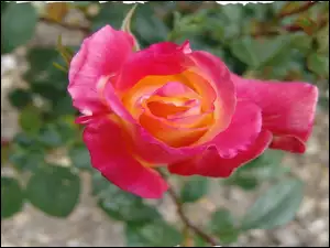 Różowa, Zdjęcie, Róża, Poszarpane