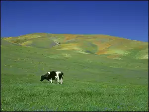 Krowa, łąka