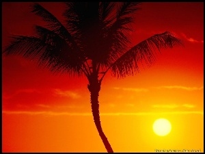 Palmy, Zachód Słońca
