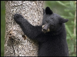 drzewo, Niedźwiedź, niedźwiadek