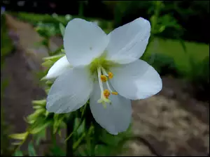 Wielosił, Biały, Kwiat