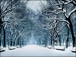 Zima, Alejka, Śnieg, Drzewa