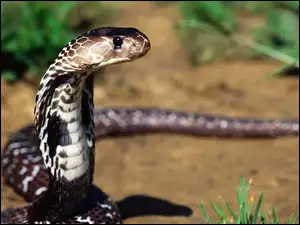 Wąż, Kobra