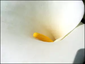 Makro, Kwiat, Kwitnący, Biały, Kalia
