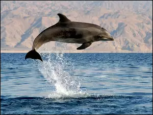 Morze, Zdjęcie, Delfin, Skok