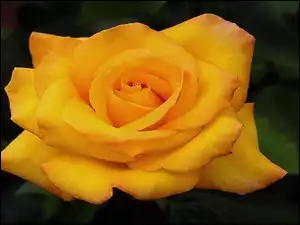 Żółta, Róża