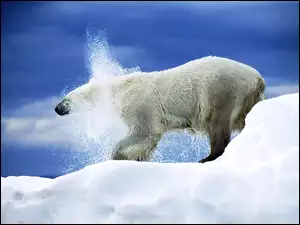 Mokry, Niedźwiedź