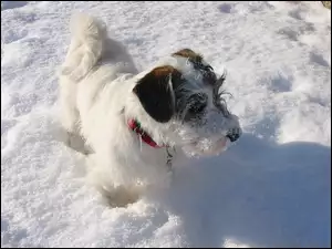 Sealyham Terrier, obroża, śnieg, czerwona