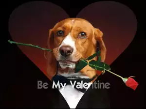 Czerwona, Be My Valentine, Róża, Pies