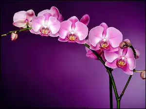 Orchidea, Kwiaty