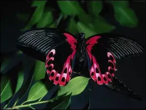 Piękny, Motyl, Czarno, Różowy