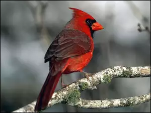Kardynał, Czerwony, Ptak