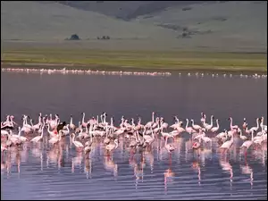 Flamingi, jezioro, stado, woda